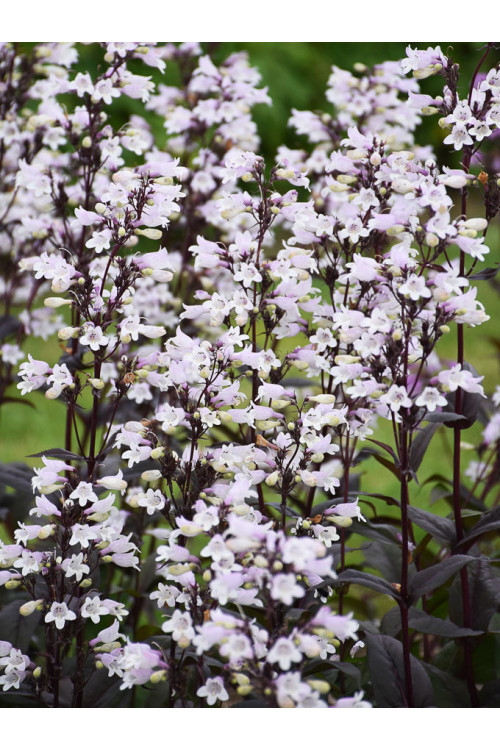 Penstemon 'Onyx and Pearls' | Penstemon digitalis