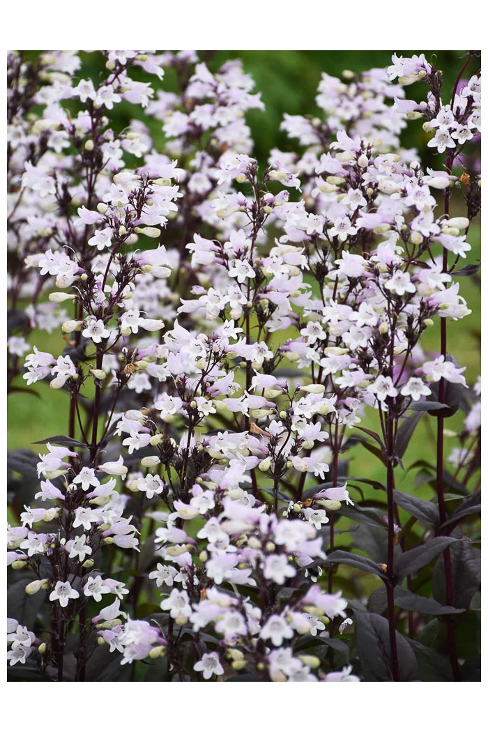 Penstemon 'Onyx and Pearls' | Penstemon digitalis