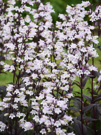 Penstemon 'Onyx and Pearls' | Penstemon digitalis