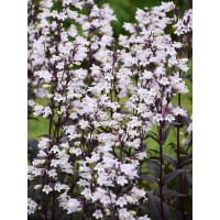 Penstemon 'Onyx and Pearls' | Penstemon digitalis