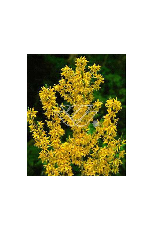Forsycja zielona 'Kumsum' Forsythia viridissima