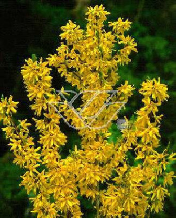 Forsycja zielona 'Kumsum' Forsythia viridissima