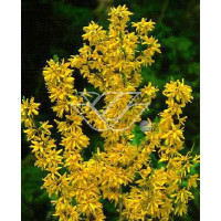 Forsycja zielona 'Kumsum' Forsythia viridissima