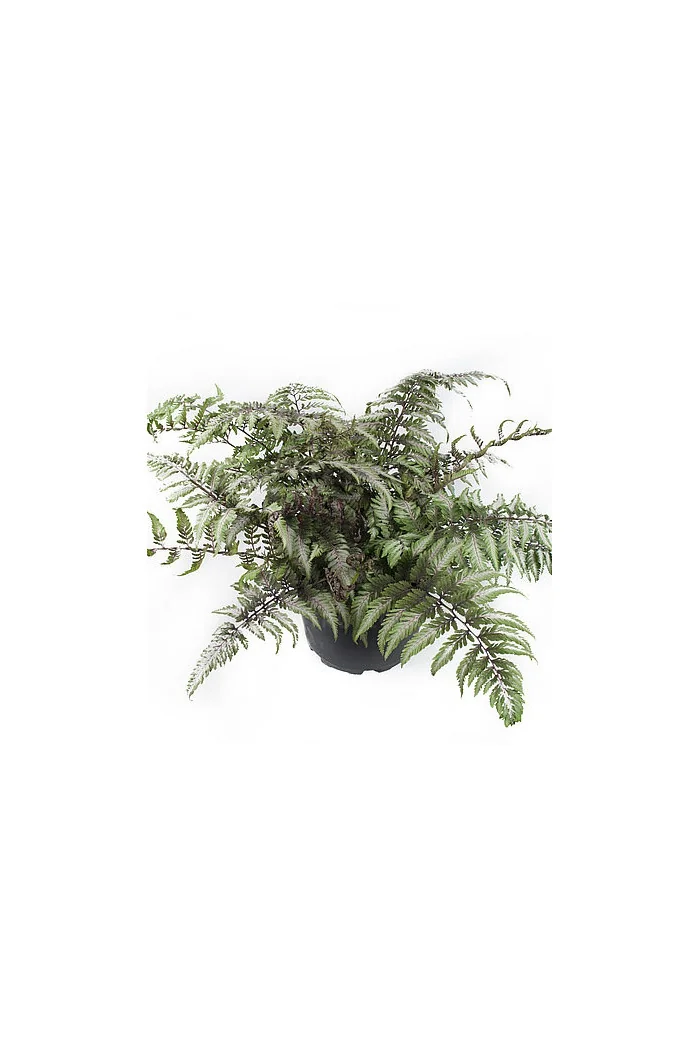 Wietlica japońska 'Pictum' | Athyrium nipponicum