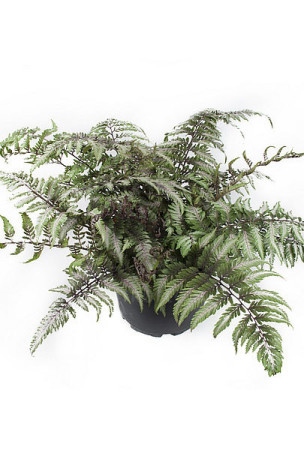 Wietlica japońska 'Pictum' | Athyrium nipponicum