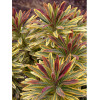 Wilczomlecz 'Ascot Rainbow' | Euphorbia