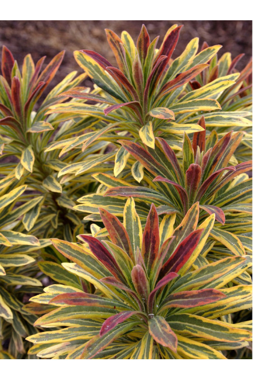 Wilczomlecz 'Ascot Rainbow' | Euphorbia