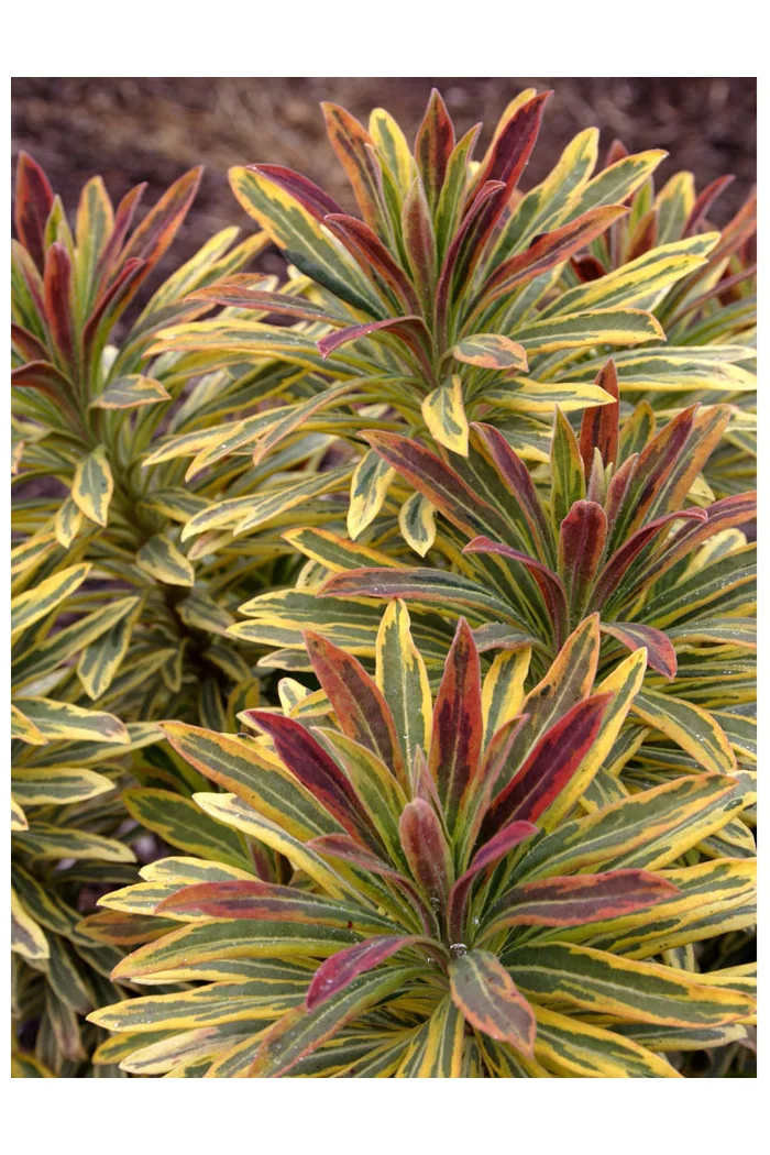 Wilczomlecz 'Ascot Rainbow' | Euphorbia
