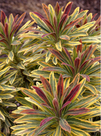 Wilczomlecz 'Ascot Rainbow' | Euphorbia