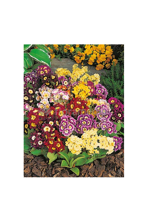 Pierwiosnek omszony Gigantea, Primula x pubescens