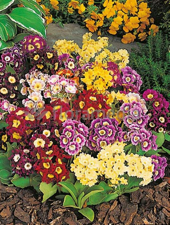 Pierwiosnek omszony Gigantea, Primula x pubescens