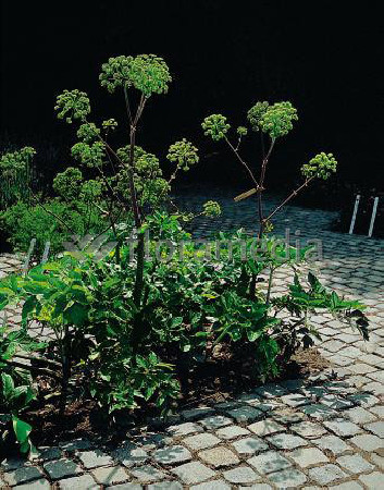 Arcydzięgiel litwor Angelica archangelica