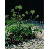 Arcydzięgiel litwor Angelica archangelica