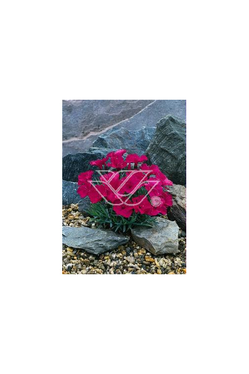 Goździk siny 'Badenia' Dianthus gratianopolitanus