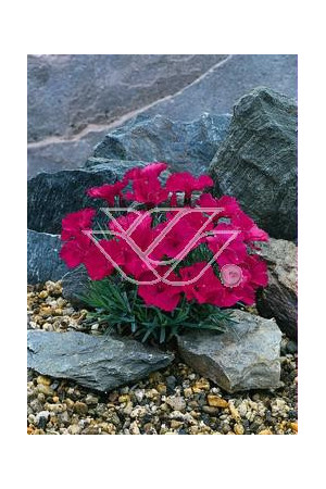 Goździk siny 'Badenia' Dianthus gratianopolitanus