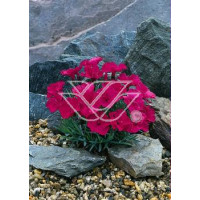 Goździk siny 'Badenia' Dianthus gratianopolitanus