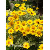 Słoneczniczek szorstki 'Loraine Sunshine' Heliopsis helianthoides