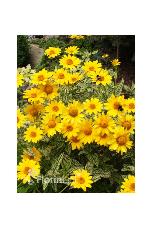 Słoneczniczek szorstki 'Loraine Sunshine' Heliopsis helianthoides