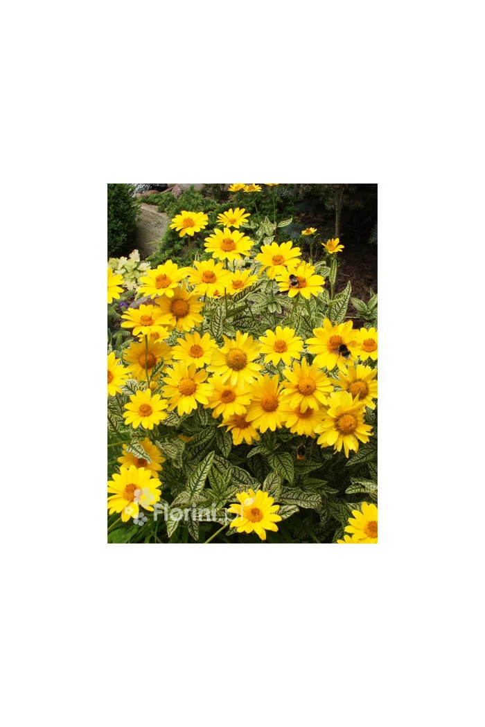 Słoneczniczek szorstki 'Loraine Sunshine' Heliopsis helianthoides