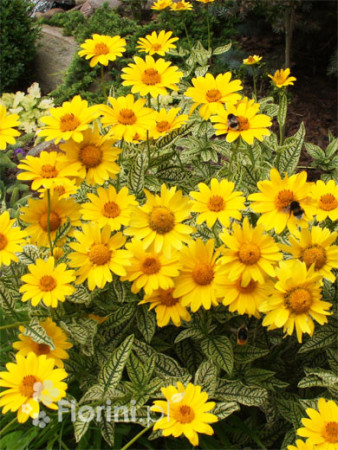 Słoneczniczek szorstki 'Loraine Sunshine' Heliopsis helianthoides