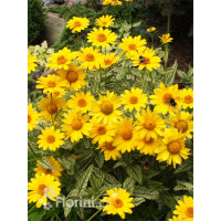 Słoneczniczek szorstki 'Loraine Sunshine' Heliopsis helianthoides