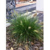 Rozplenica japońska 'Little Bunny' | Pennisetum