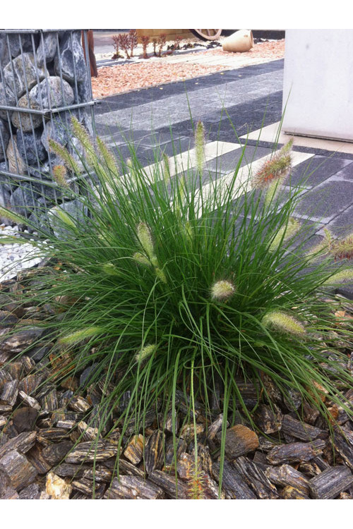 Rozplenica japońska 'Little Bunny' | Pennisetum