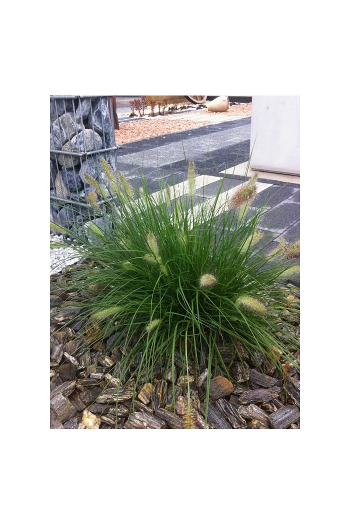 Rozplenica japońska 'Little Bunny' | Pennisetum