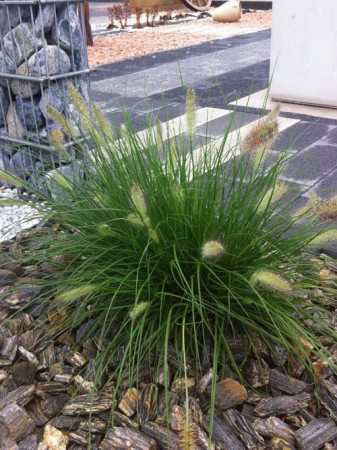 Rozplenica japońska 'Little Bunny' | Pennisetum