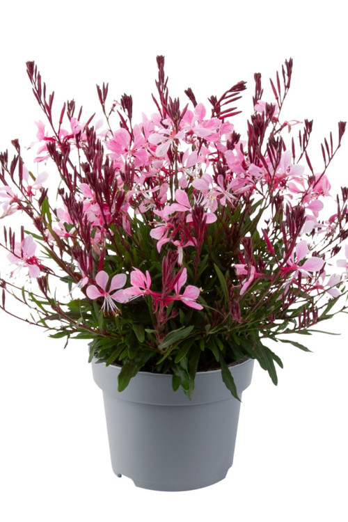 Gaura 'Gaudi Medium Pink Imp.' | Gaura
