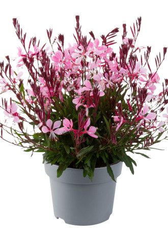 Gaura 'Gaudi Medium Pink Imp.' | Gaura