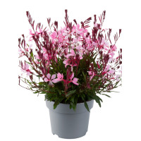 Gaura 'Gaudi Medium Pink Imp.' | Gaura