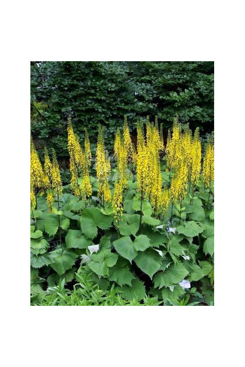 Języczka syberyjska | Ligularia sibirica