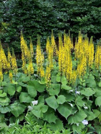 Języczka syberyjska | Ligularia sibirica