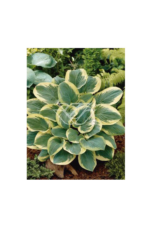 Funkia 'Snow Cap'| Hosta