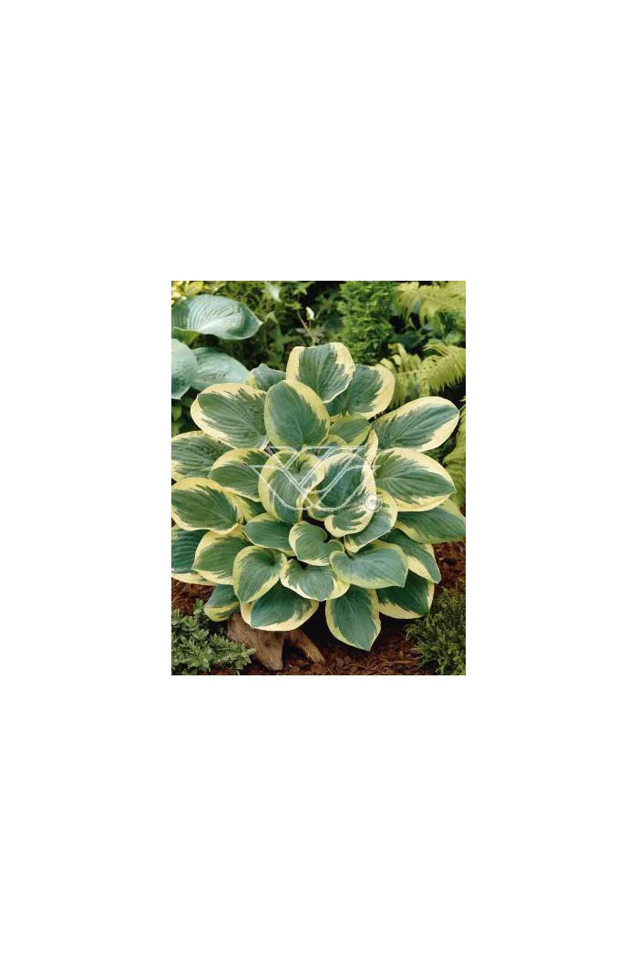 Funkia 'Snow Cap'| Hosta