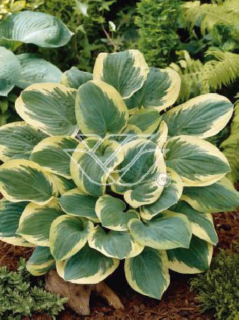 Funkia 'Snow Cap'| Hosta