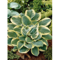 Funkia 'Snow Cap'| Hosta