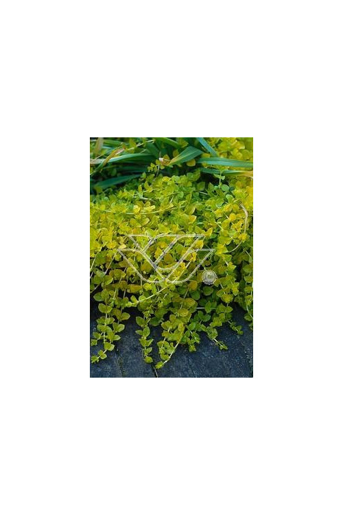 tojeść, tojeść rozesłana