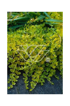 tojeść, tojeść rozesłana