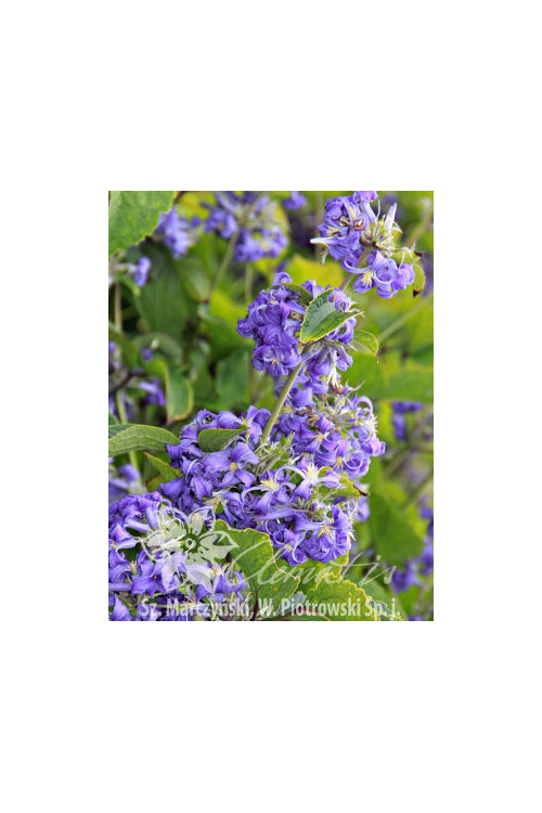 Powojnik barszczolistny Clematis heracleifolia