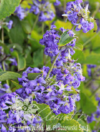 Powojnik barszczolistny Clematis heracleifolia