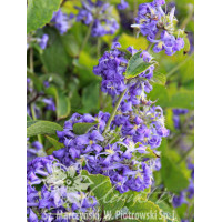 Powojnik barszczolistny Clematis heracleifolia