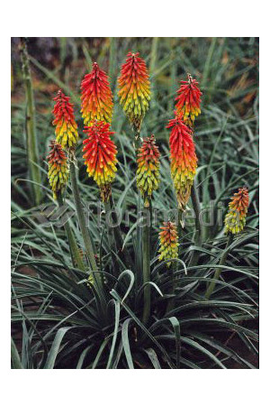 Trytoma 'Fire Dance' Kniphofia hirsuta