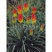 Trytoma 'Fire Dance' Kniphofia hirsuta