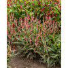 Rdest himalajski 'Pink Elephant' | Persicaria amplexicaulis
