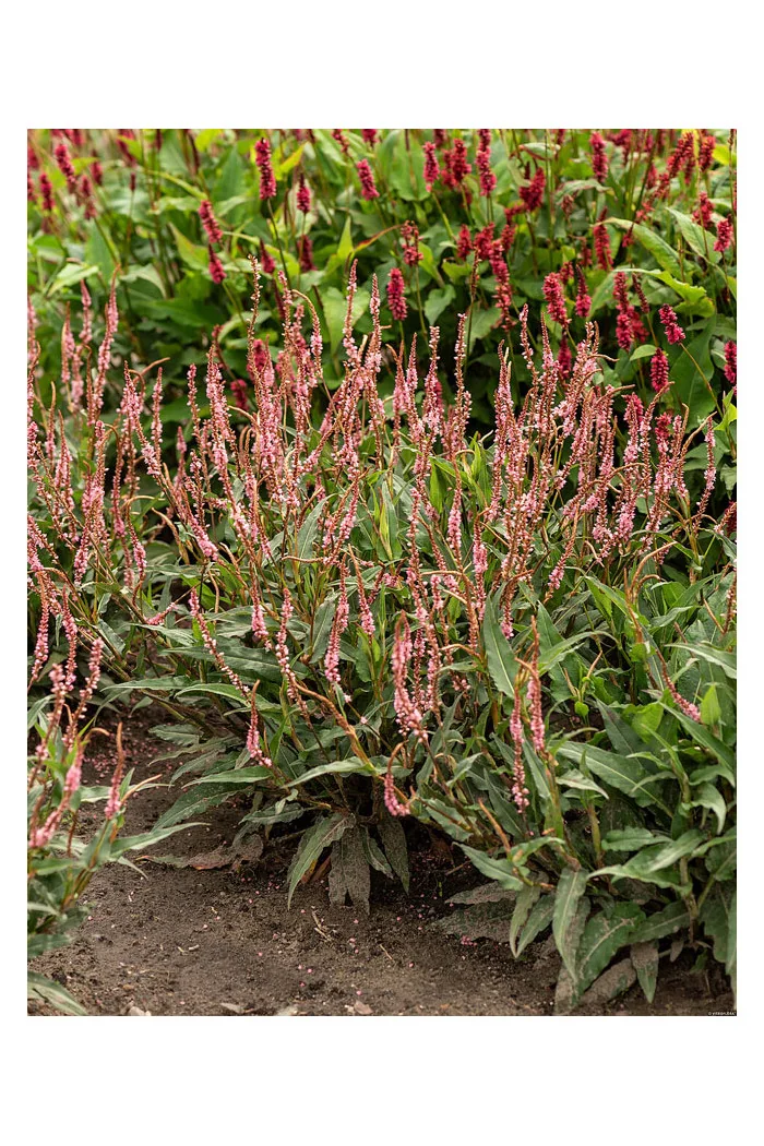 Rdest himalajski 'Pink Elephant' | Persicaria amplexicaulis