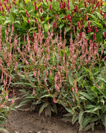 Rdest himalajski 'Pink Elephant' | Persicaria amplexicaulis