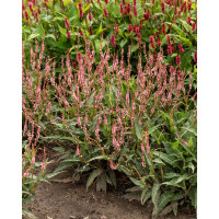 Rdest himalajski 'Pink Elephant' | Persicaria amplexicaulis