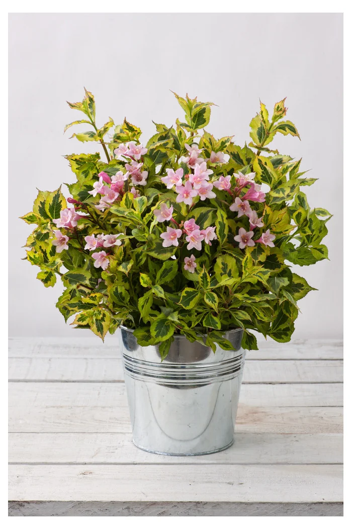 Krzewuszka cudowna 'Kolmagino Magical Rainbow' | Weigela florida